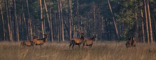 Samen op pad in de vroege ochtend