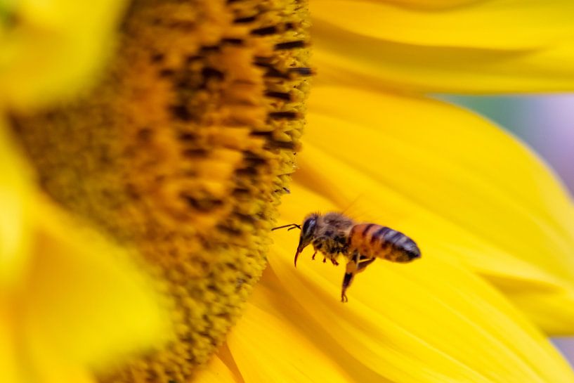 The sunflower - queen of flowers with a busy bee by Your Happy Life