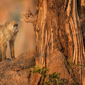 Un babouin africain dans l'arbre sur Michael Kuijl