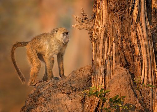 African baboon in the tree by Michael Kuijl