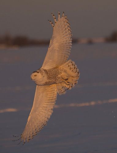 Beautiful snowy owl does not let the extreme cold -40 degrees stop it