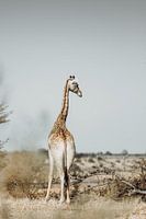 Majesteit van het bos: Serene giraffe op de savanne