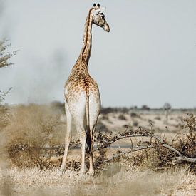 Majesteit van het bos: Serene giraffe op de savanne van Geke Woudstra