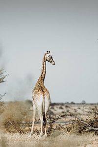 Majesté des bois : Girafe sereine posant dans la savane