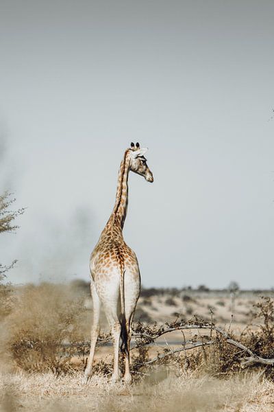 Majestät des Waldes: Gelassene Giraffe posiert in der Savanne von Geke Woudstra