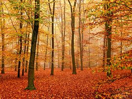 Buchenwald von Caroline Lichthart