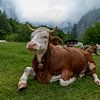 Alpen cows at Königssee in Berchtesgadener Land van Maurice Meerten