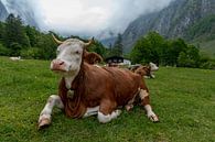 Alpen cows at Königssee in Berchtesgadener Land von Maurice Meerten Miniaturansicht