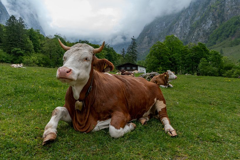 Alpen cows at Königssee in Berchtesgadener Land par Maurice Meerten