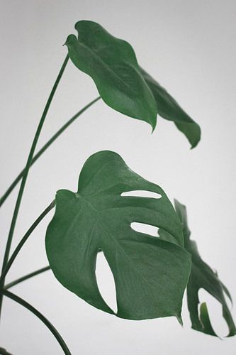 Monstera