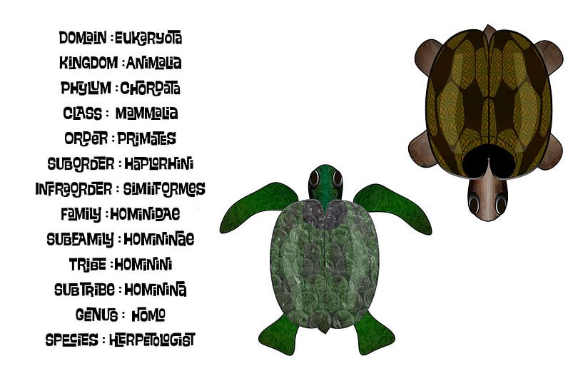 Taxonomie des herpétologistes par Grüntyers .