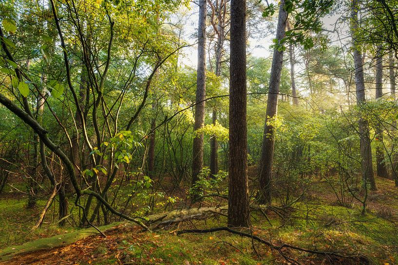 Trees Dwingelderveld during sunrise (Netherlands) by Marcel Kerdijk