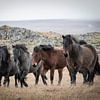 Kudde IJslandse paarden van Riana Kooij