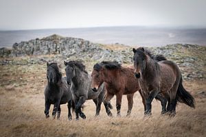 Troupeau de chevaux islandais sur Riana Kooij