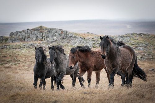 Herd of Icelandic horses