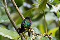 Small colourful hummingbird