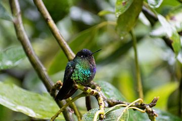 Kleine kleurige hummingbird van Mirjam Welleweerd