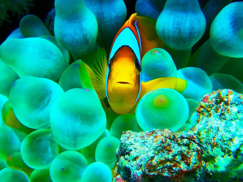 Red sea anemonefish frontal by Martin Opladen