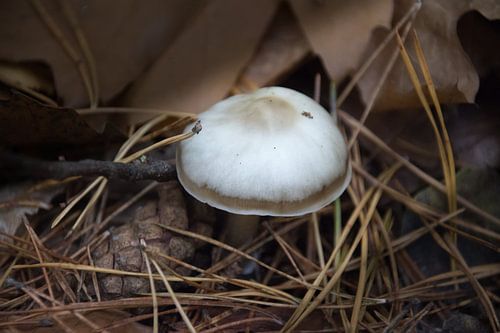 In Tempore Boletus