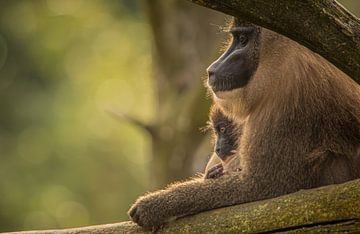 Intieme close-up van moeder Aap met zogende baby van Wildlife Designs