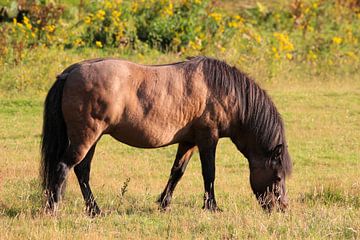 Brown horse on a forest meadow. by whmpictures .com