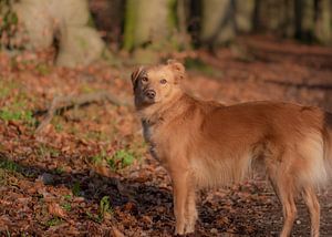 bruine hond van Tania Perneel