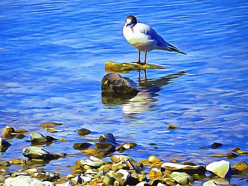 Stern bij het Lago Trasimeno