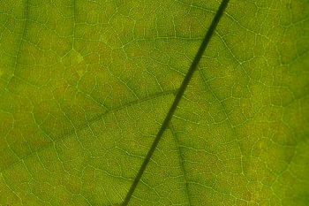 When you magnify a plant leaf, the plant cells become visible