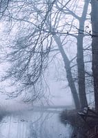 Magical misty morning