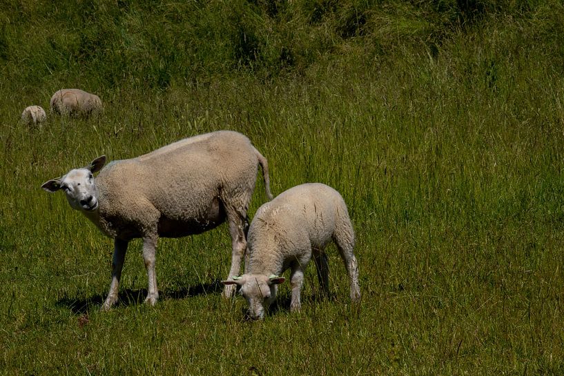 Sheep by Maaike Krimpenfort