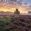 Beautiful purple by Ronald Kamphuis