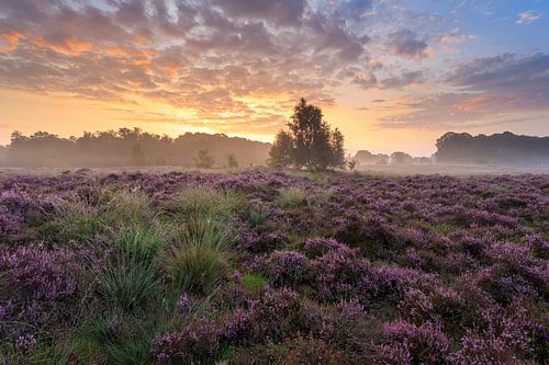 Beau violet sur Ronald Kamphuis