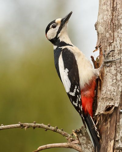 Great spotted woodpecker