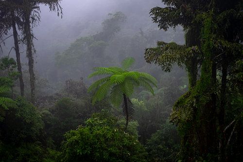 Ochtend in de jungle