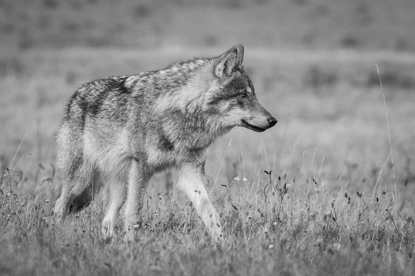 The Wolf in the Netherlands by Menno Schaefer