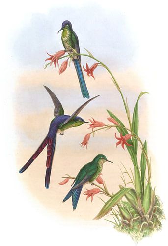 Quito Purpleback, John Gould sur Hummingbirds
