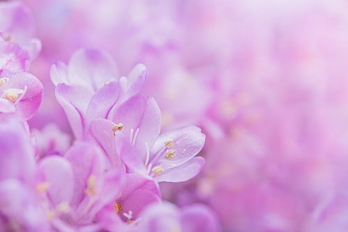 Fleurs roses