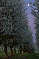 sunrise among the blossoming apple trees with the moon still high in the sky
