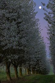 sunrise among the blossoming apple trees with the moon still high in the sky by Kim Willems