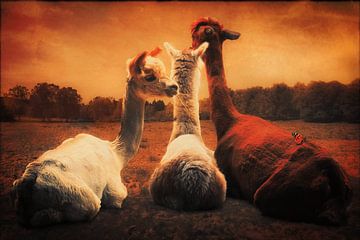 Curious, fluffy alpacas by Helga Blanke