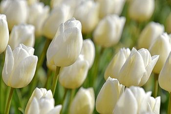 Weiße Tulpen.