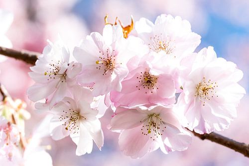 Bloemblaadjes van de cische op de tak