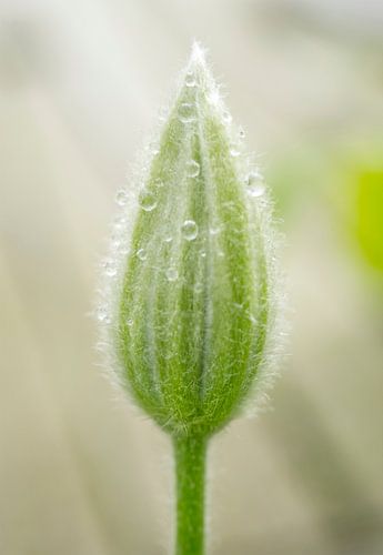 Bourgeon de fleur de célmatite avec gouttes de pluie