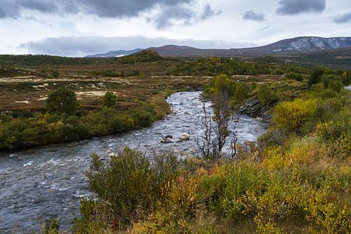 Herfst op Dovrefjell Noorwegen