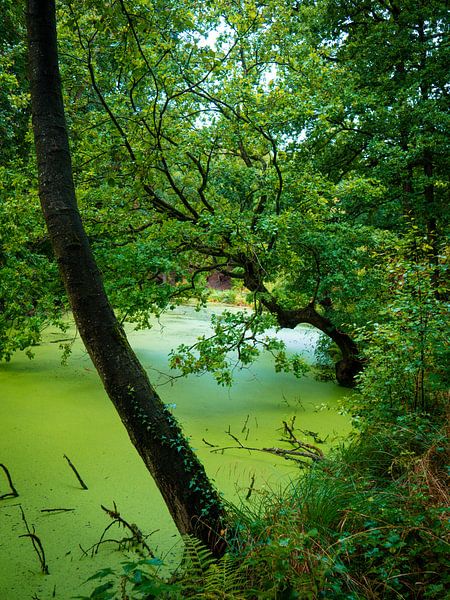 groen van snippefotografie