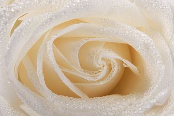 Close-up van een roos met waterdruppeltjes van Marjolijn van den Berg