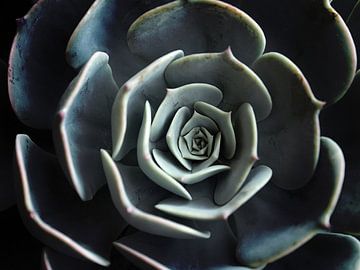 DARKSIDE OF SUCCULENTS XVI by Pia Schneider