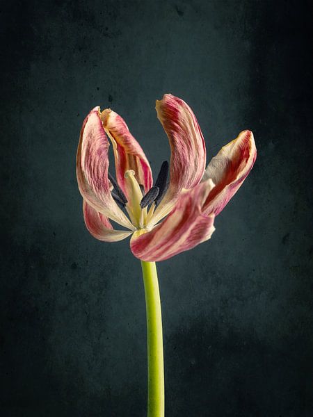 Withered beauty by Andreas Berheide Photography