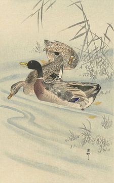 Ohara Koson - Drei Enten in seichtem Wasser mit Schilf (bearbeitet) von Peter Balan