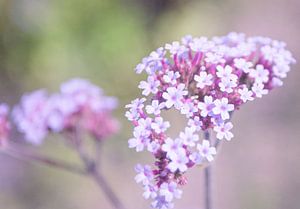 Kleine niedliche Blumen mit einer weichen lila Farbe.